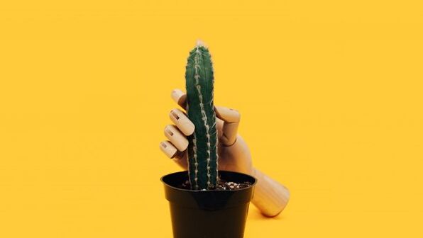 Épaisseur du pénis en utilisant l'exemple d'un cactus