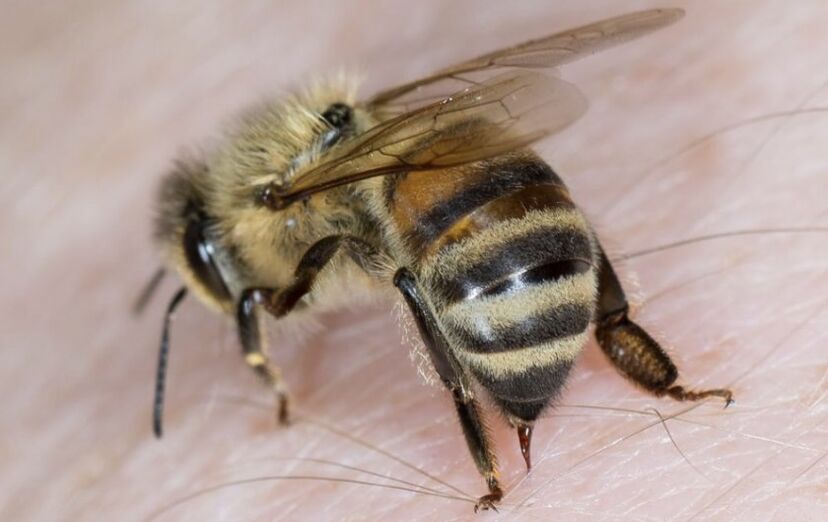 piqûres d'abeilles pour l'agrandissement du pénis